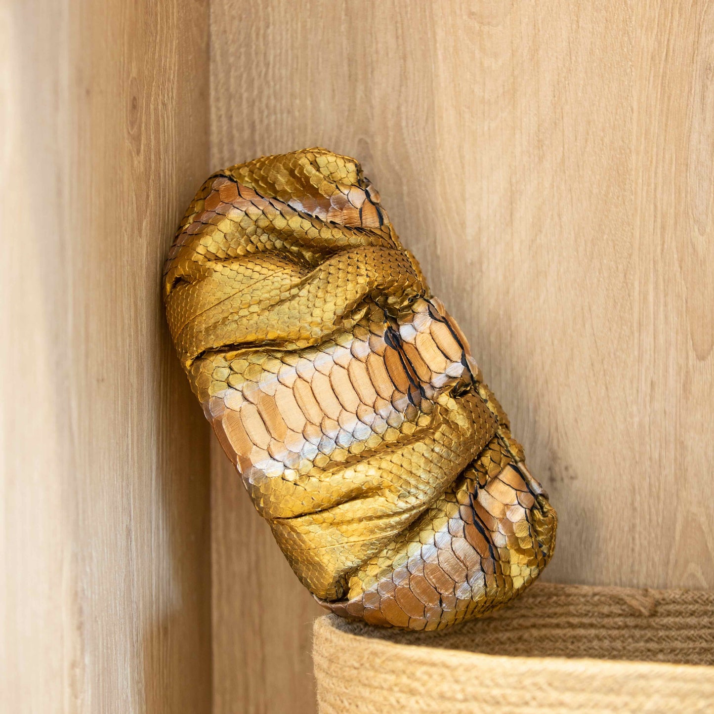 Emperor Gold - Pouch Python